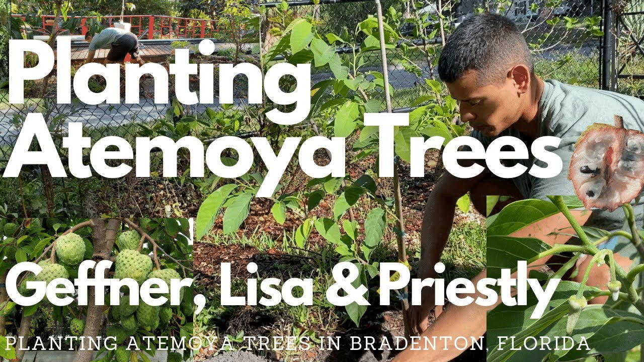Planting Atemoya | Geffner, Lisa, Priestly | Annona atemoya