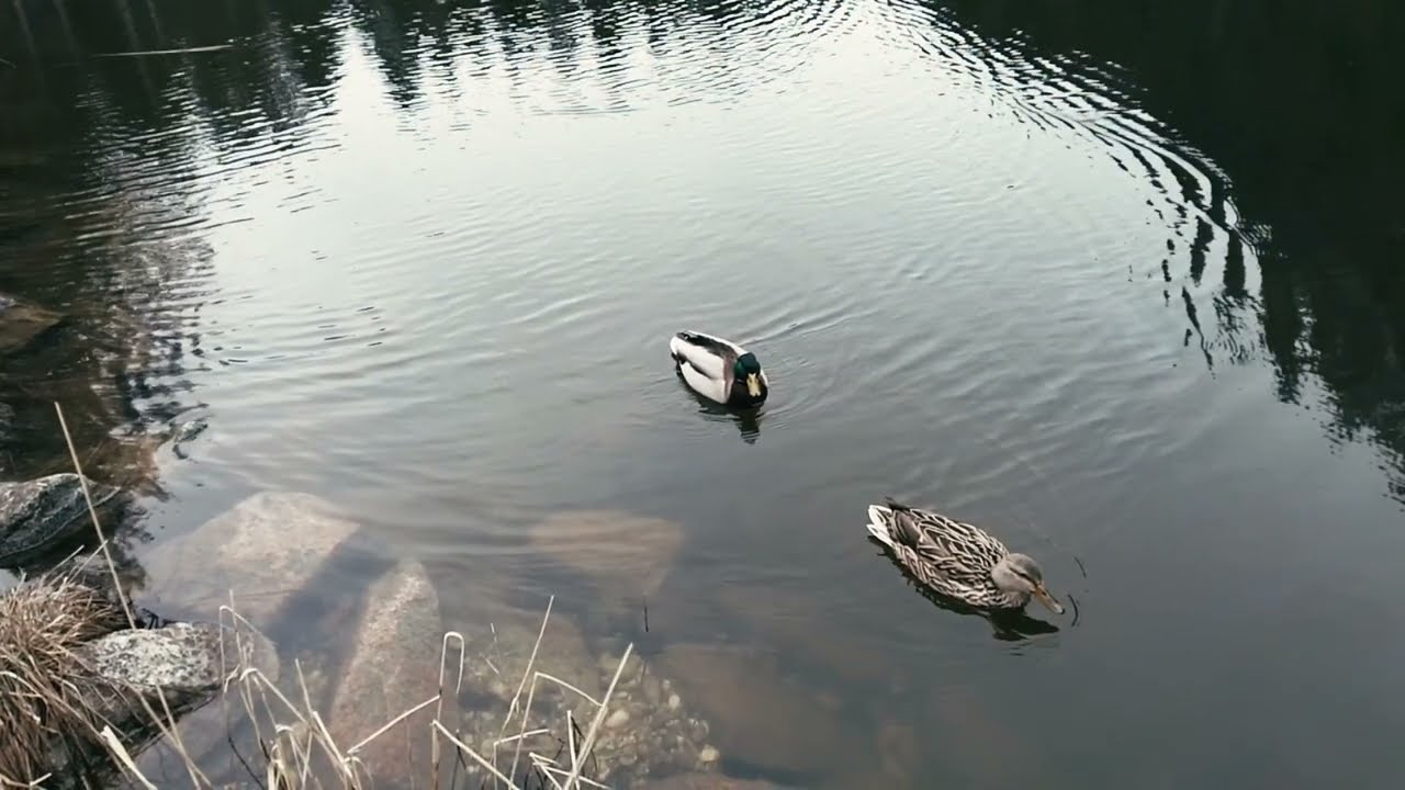 Captivating Alpine Beauty: Berggasthof Pflegersee In Garmisch Partenkirchen - Slow Motion