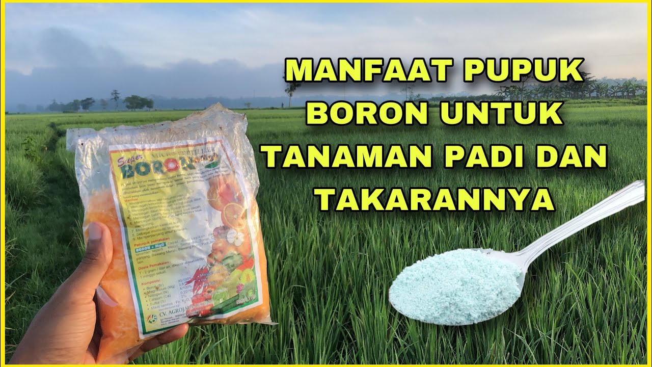 Manfaat Pupuk Boron Untuk Tanaman Padi Dan Takaran Per Tangki 16 Liter