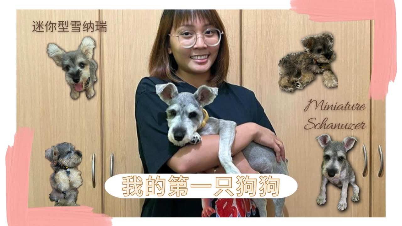 【小分享#1】我的迷你雪纳瑞 My Miniature Schnauzer