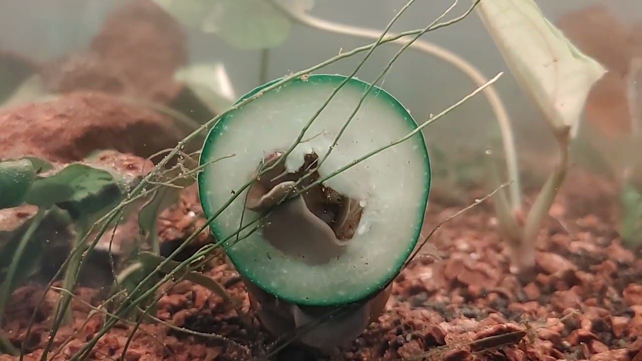 Snail eating a slice of cucumber