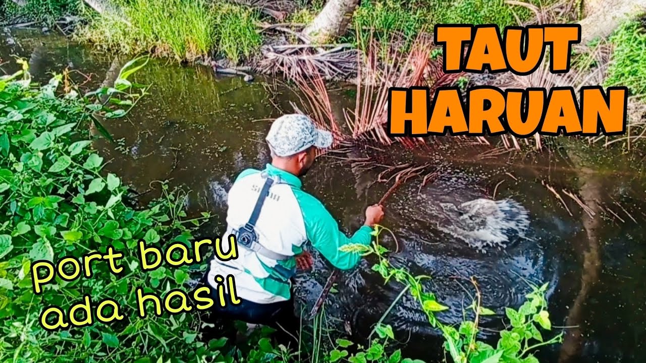 #EP1155 Haruan Sini ada Saiz | Menaut Haruan | Aktiviti Kampung