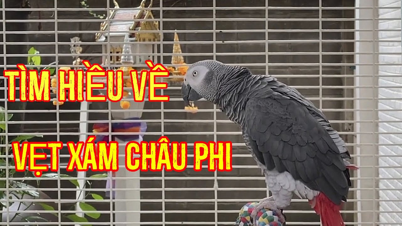 Tìm hiều về vẹt xám châu Phi. How do you know about African parrot?