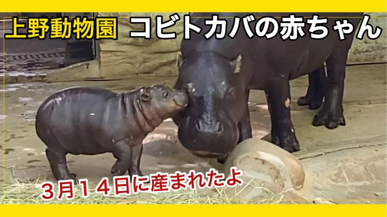【上野動物園】コビトカバの赤ちゃんとナツメお母さん2025.4.17