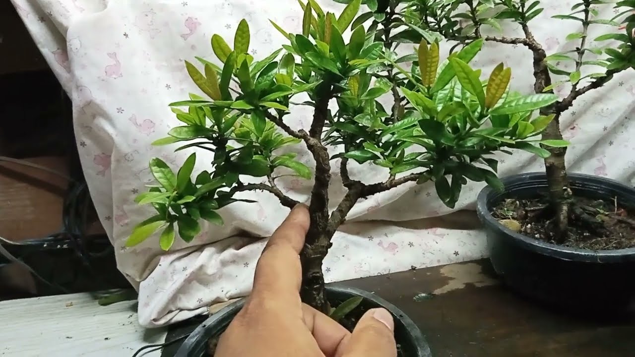 เข็มแดง โครงสร้าง บอนไซ สามต้น#bonsai