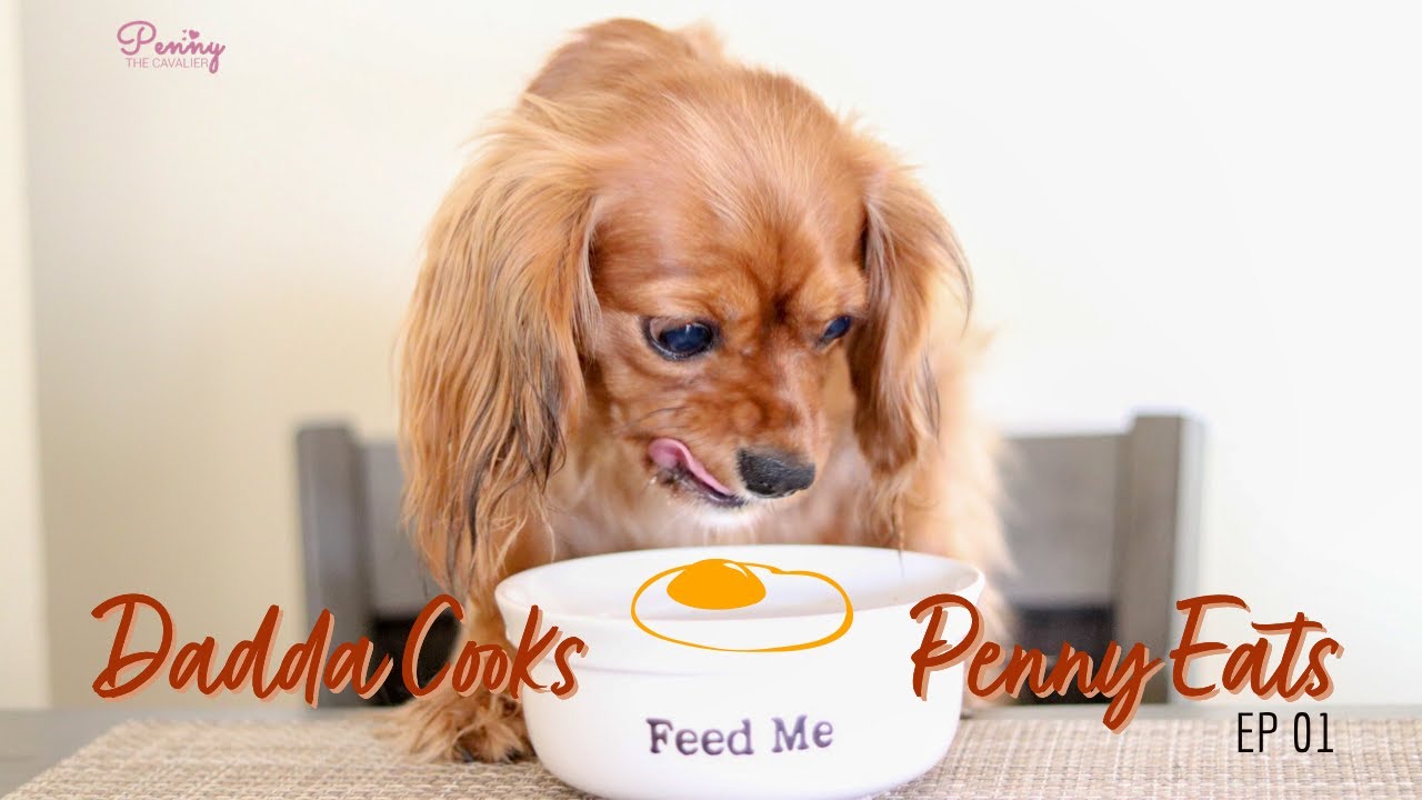 How To Cook Eggs For Dogs | Healthy Homemade Food Recipe 🍳😋 | Cavalier King Charles Spaniel