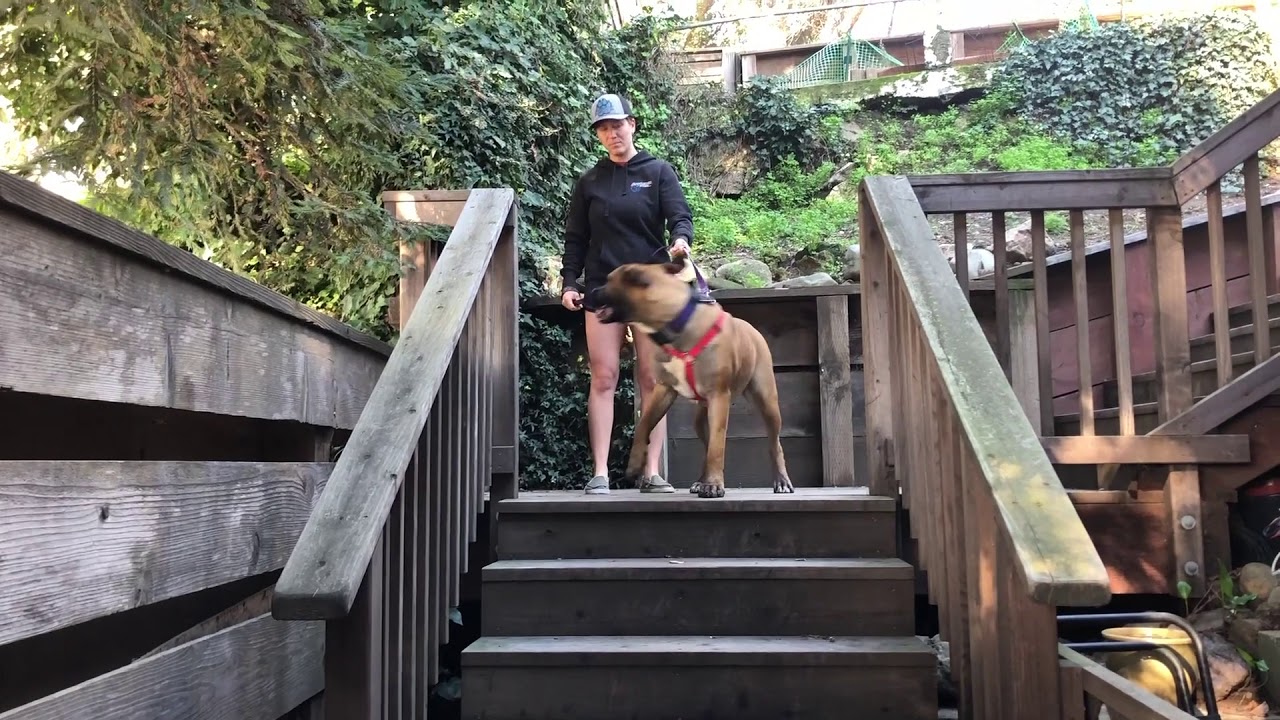 1 year old Boerboel, Storm |Central Coast: Off-Leash K9 Training