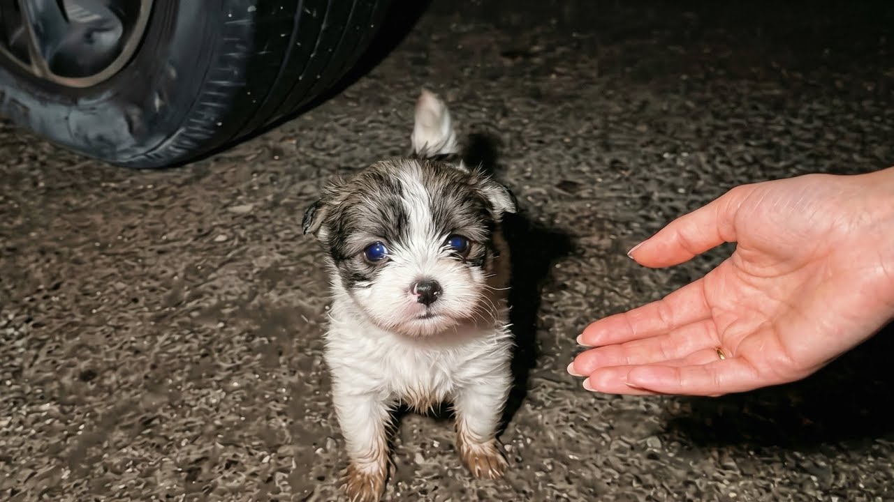 This Abandoned Tiny Puppy Who Ran Straight to Me&hellip; I Wasn&rsquo;t Ready 