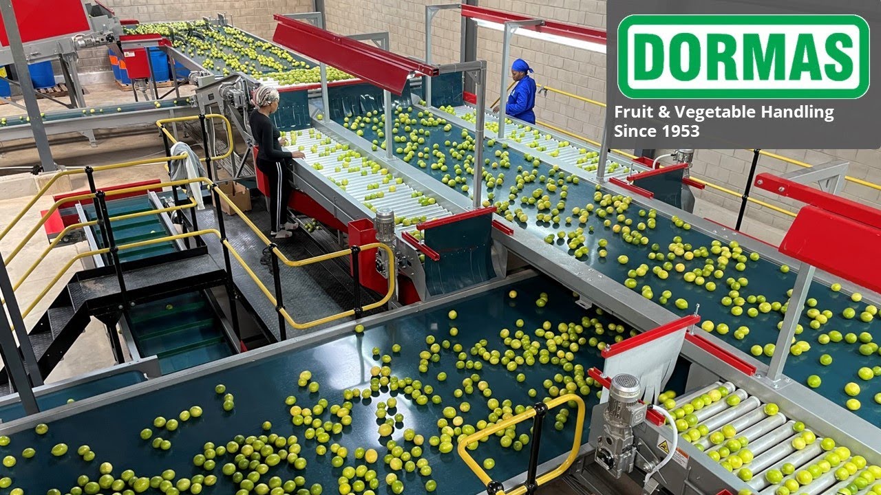 Dormas | Citrus Grading & Sorting line with Aweta 6 lane sorter - Pongola Citrus Valley 2021