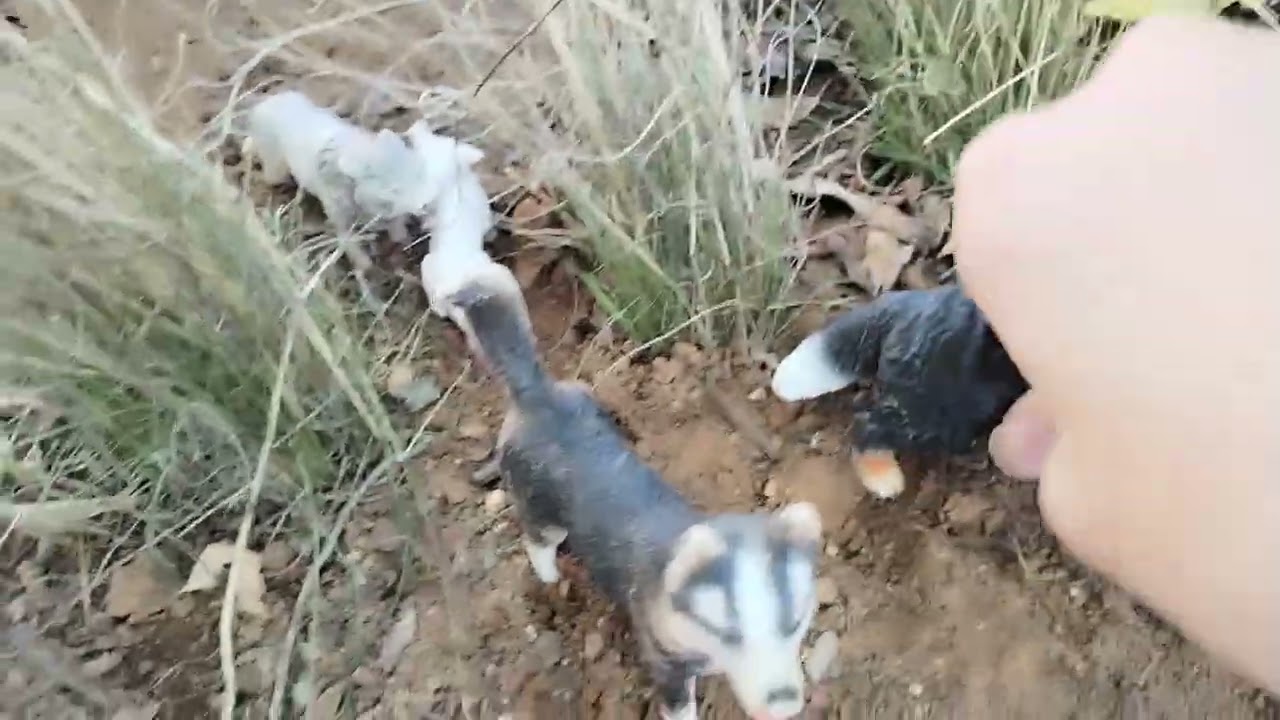Foxy's story 