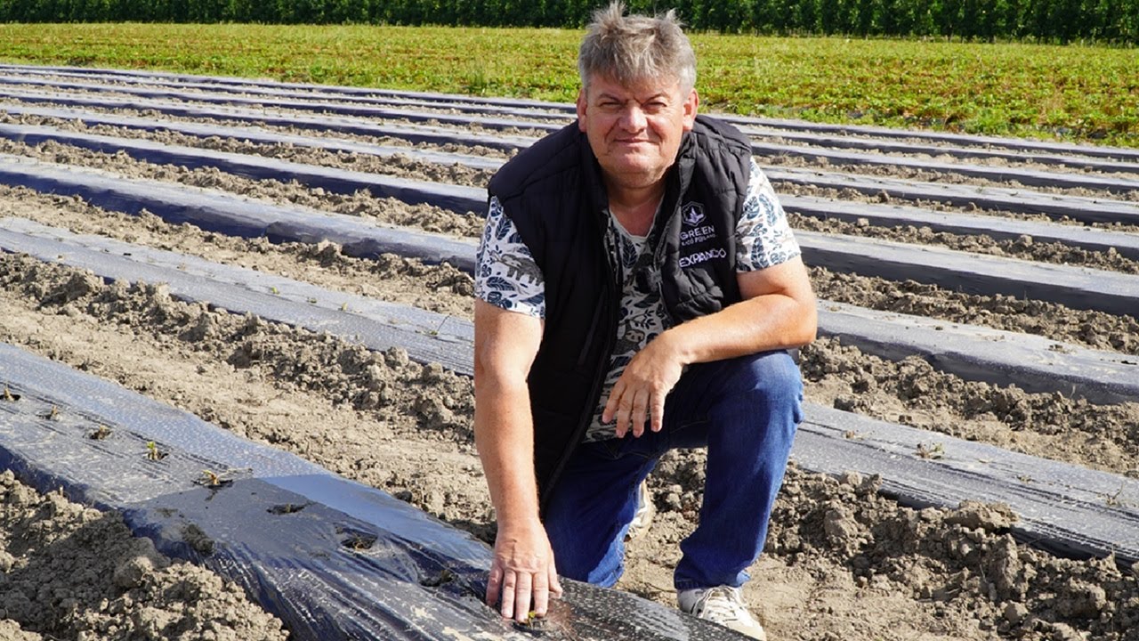 Zakładamy nową plantację truskawek, Zbigniew Marek, 1.08.2025