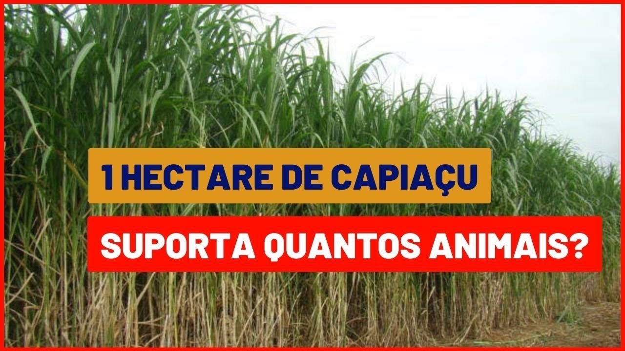 BRS CAPIAÇU para tratar até 27 animais com 1 hectare