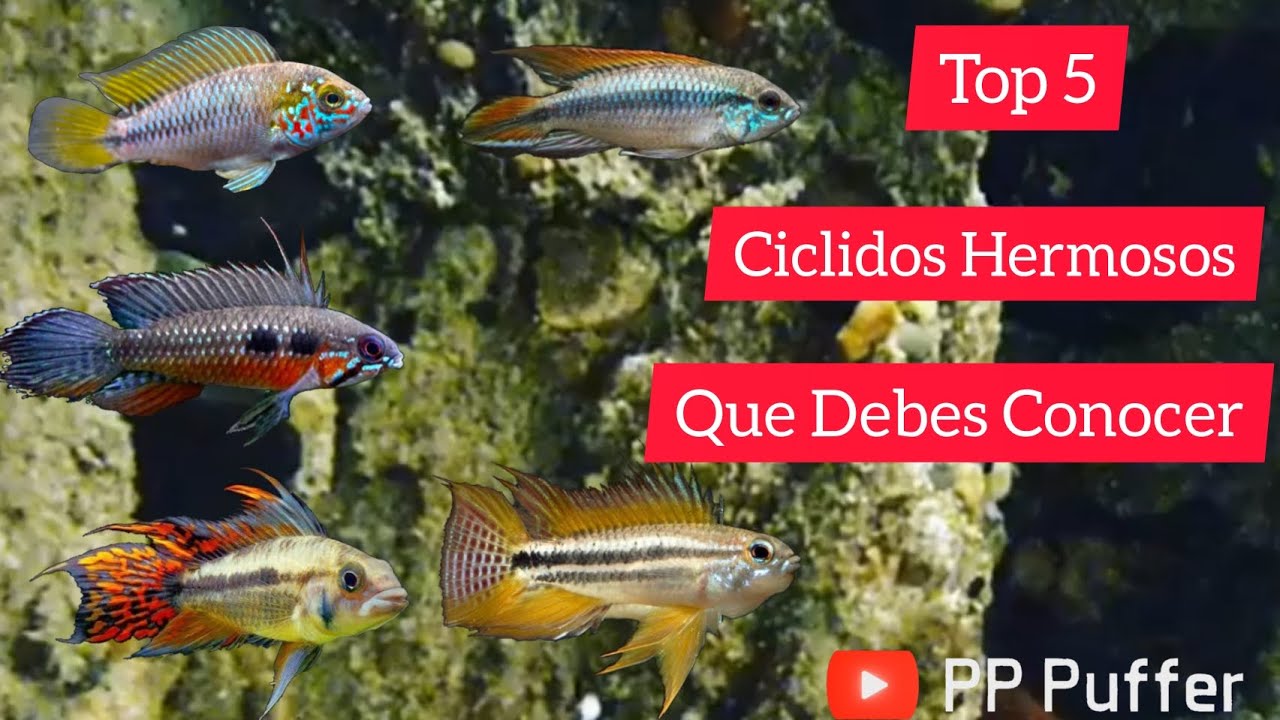 Top 5 Ciclidos Hermosos Que Debes Conocer