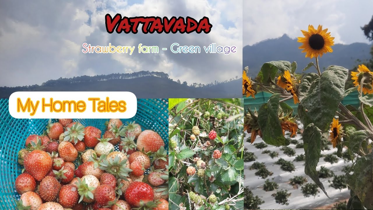 Vattavada|My Home Tales | Visit to Vegetable Village| Strawberry farm