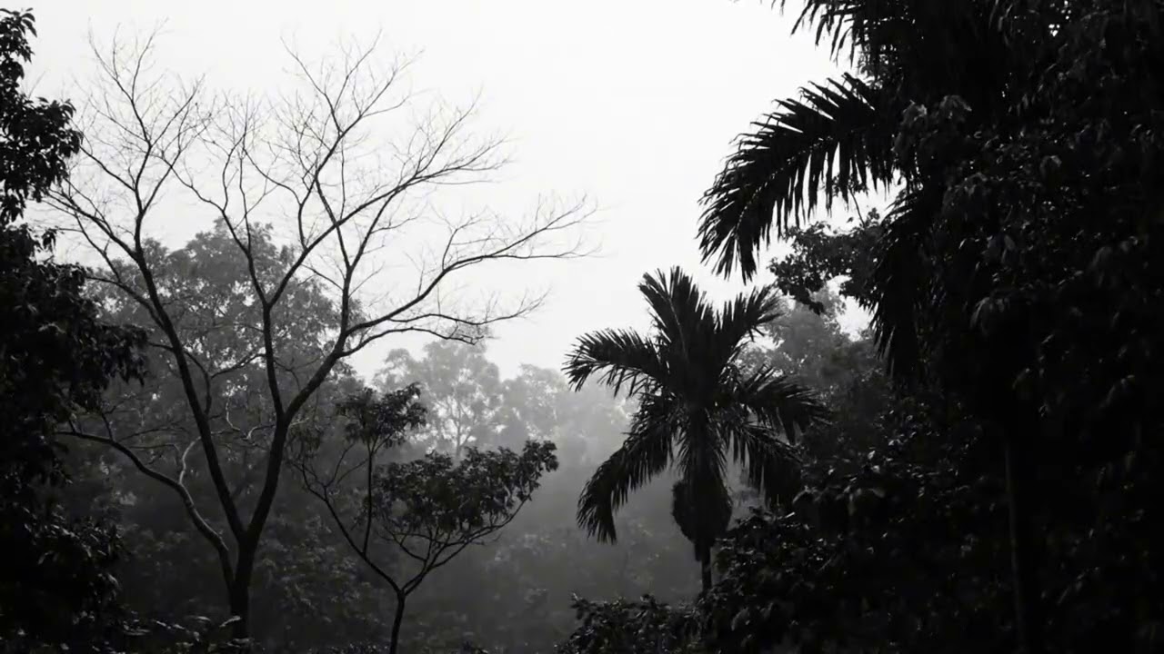 Forest Rain and Thunderstorm Night Sounds for Relaxation and Deep Sleep
