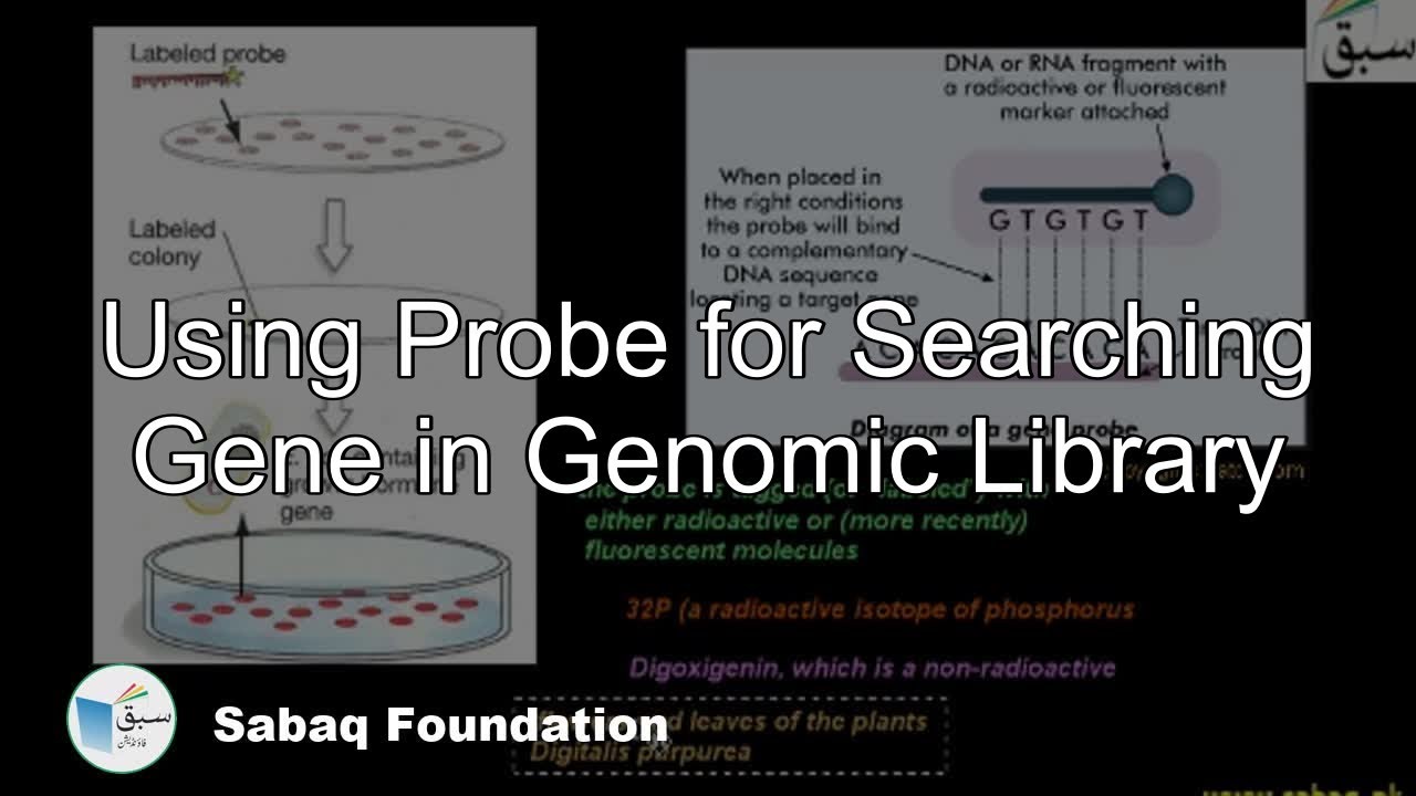 Using Probe for Searching Gene in Genomic Library, Biology Lecture | Sabaq.pk
