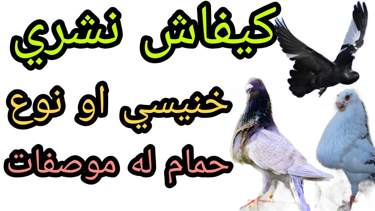 كيفية شراء حمام خنيسي او نوع له موصفات  موضوع مهم للمبتدء  لدخول فالاختصاص