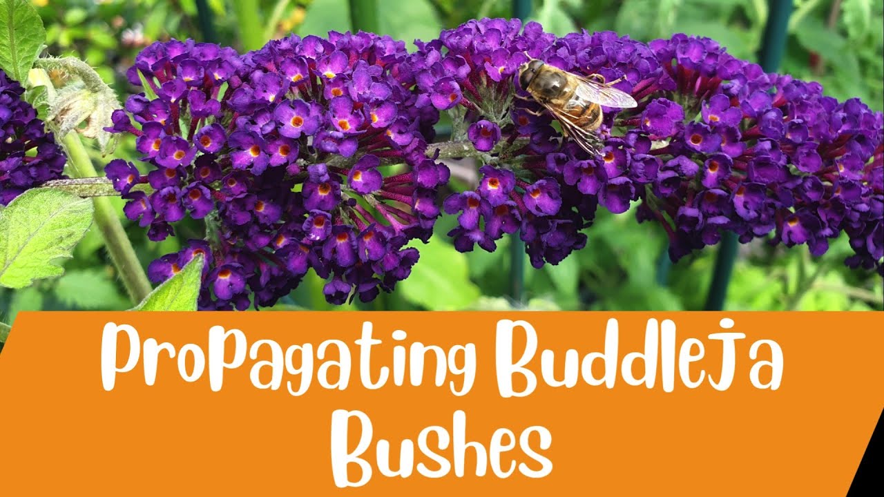 How to propagate a Buddleja Butterfly Bush
