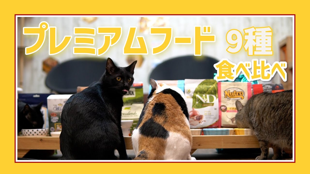 【検証】プレミアムキャットフードを食べ比べてもらったら...