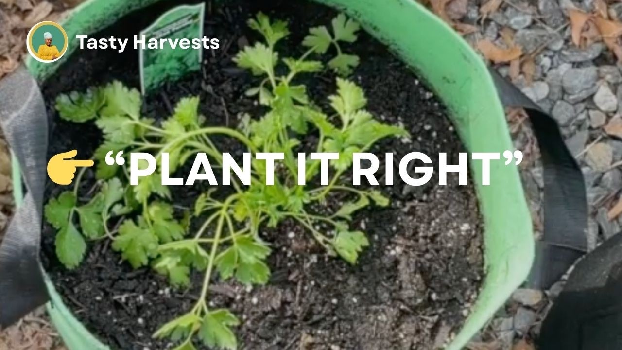 👉 How to Plant Italian Parsley Transplants in Grow Bags (Step-by-Step)