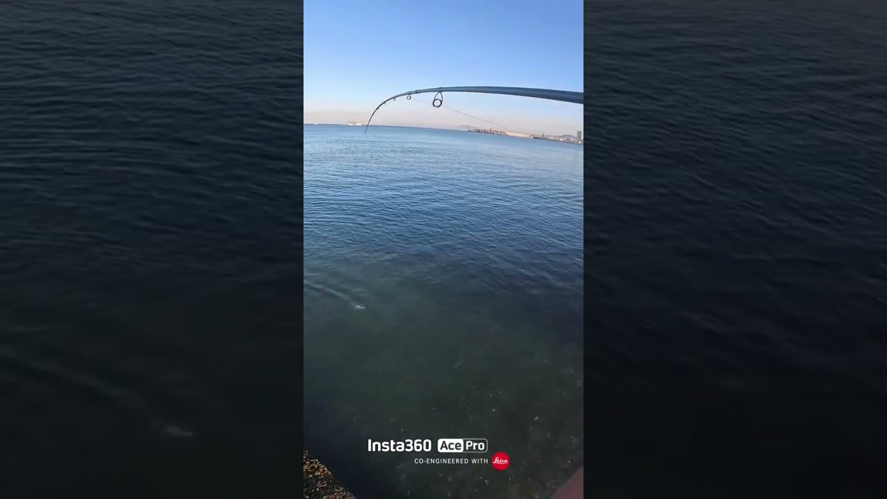 Carango mediterraneo 