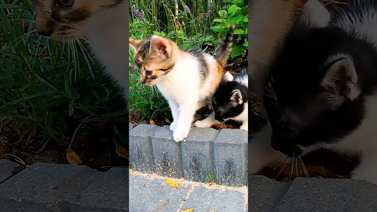 Miauczenie i dźwięki małych kot&oacute;w