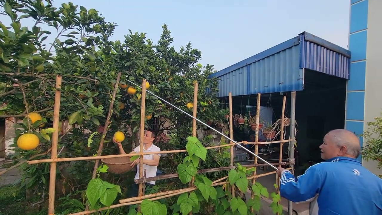 Bưởi Tết 