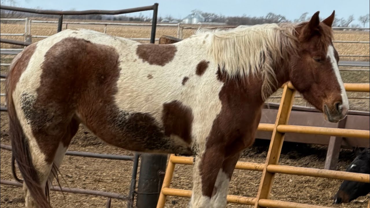 SpoonCatz Red Smoke - 2023 Filly - Free Movement 3-12-24