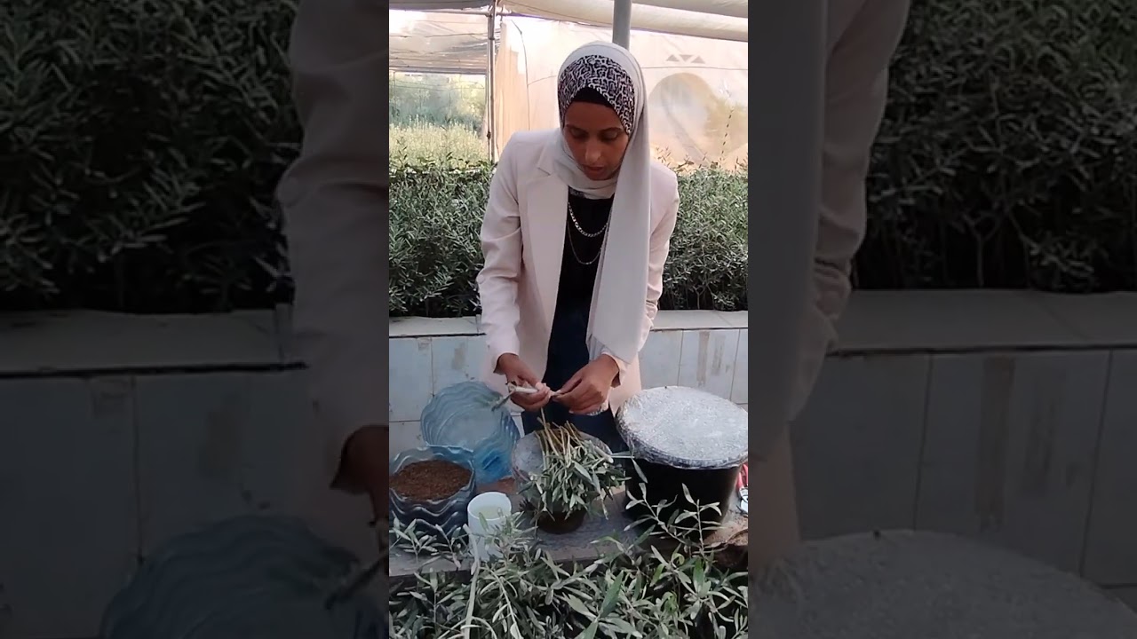 كيفية عمل شتلات زيتون بأبسط الإمكانيات ؟