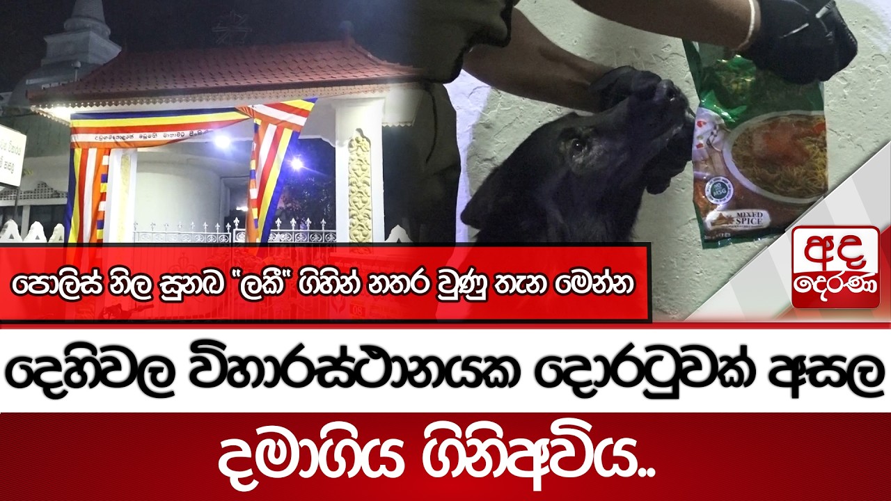 දෙහිවල විහාරස්ථානයක දොරටුවක් අසල දමාගිය ගිනිඅවිය..නිල සුනඛ 