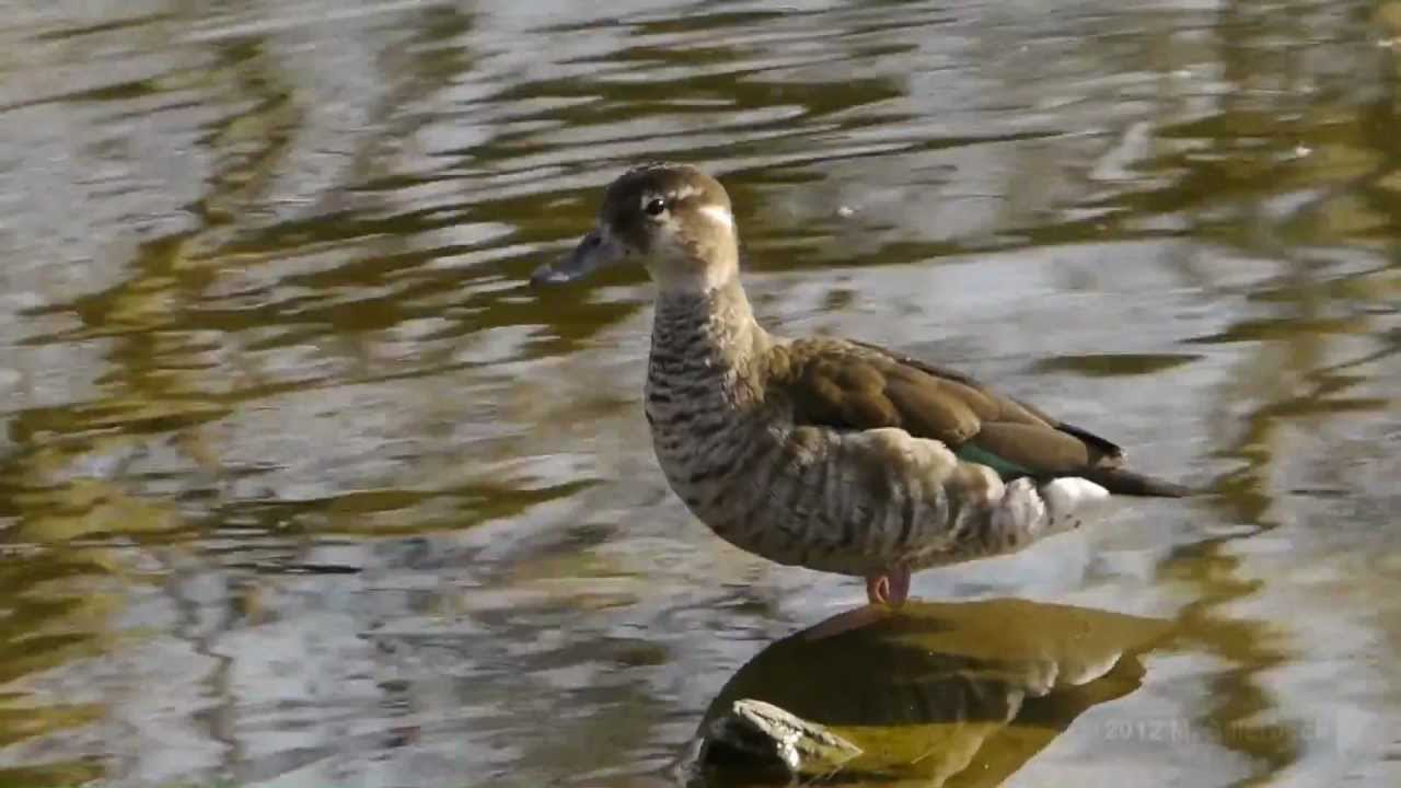 Ringed Teal (Callonetta leucophrys ♀) / Rotschulterente [02]