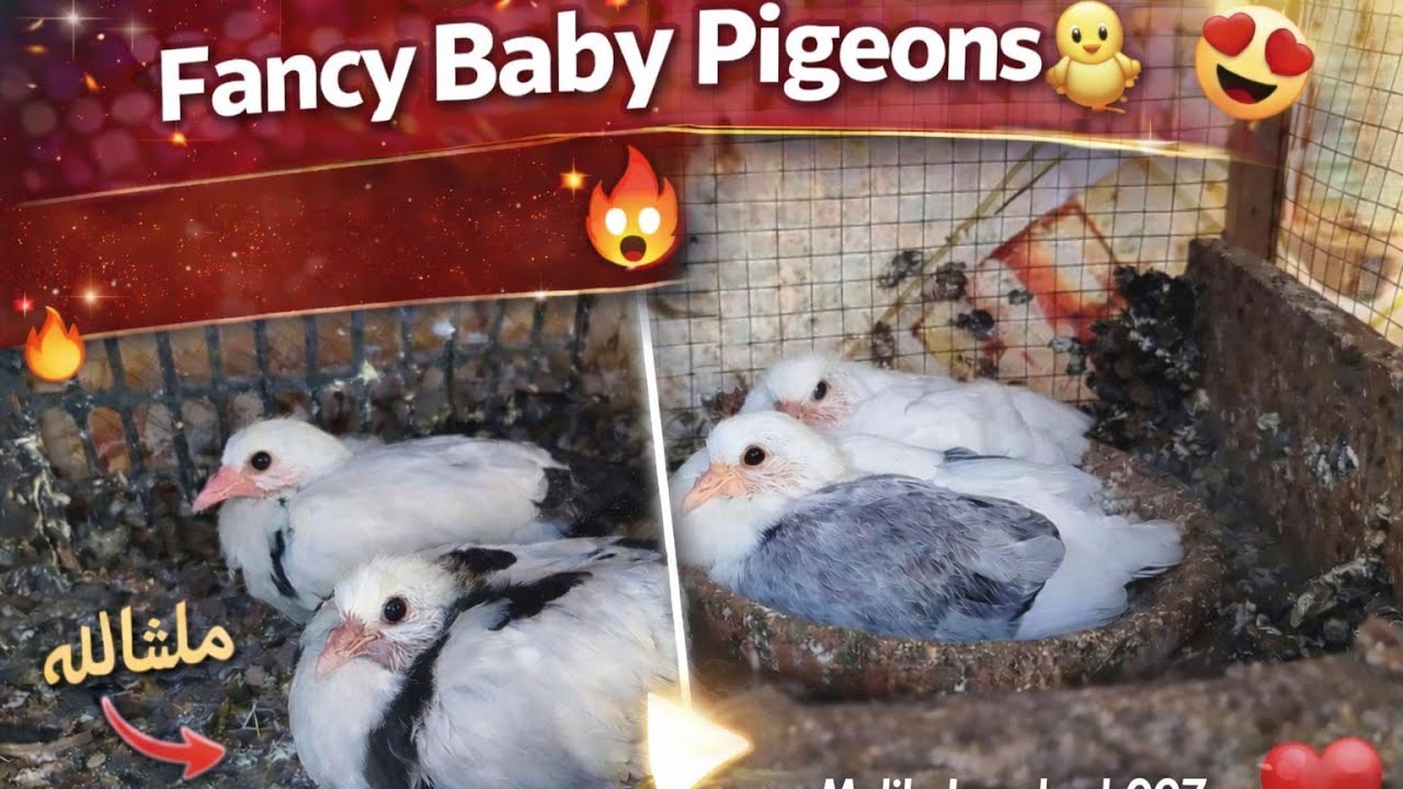  Fancy Baby Pigeons🐣 