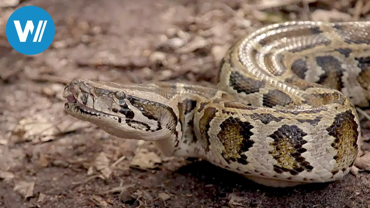 Florida, Invasion der Pythons (360° - GEO Reportage)