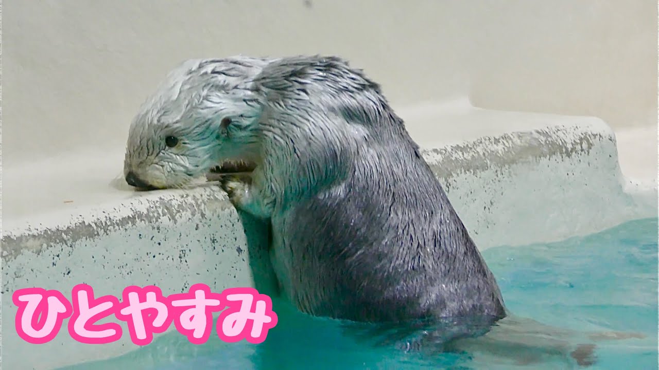 ラッコ　メイちゃんとキラちゃん　泳ぎ疲れてひとやすみ？【鳥羽水族館】Sea otter May-chan Kira-chan Toba Aquarium 