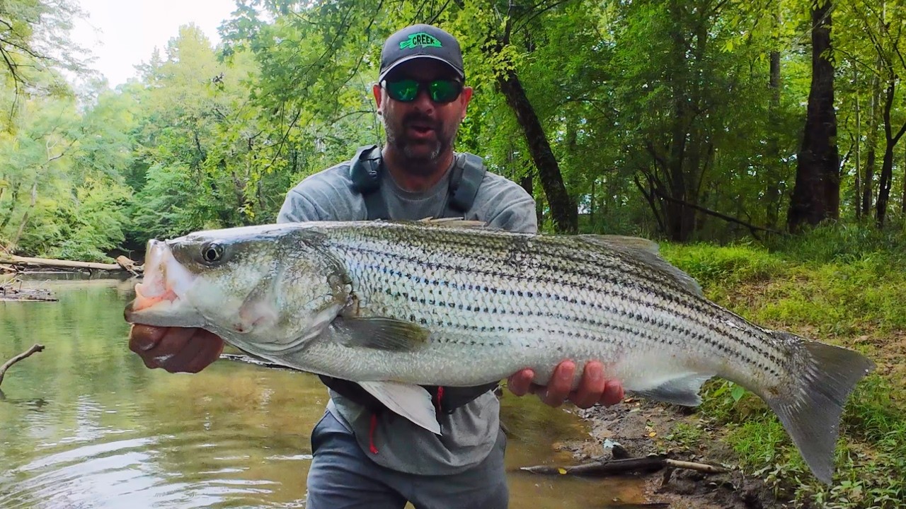 This Giant fish in a Tiny creek!
