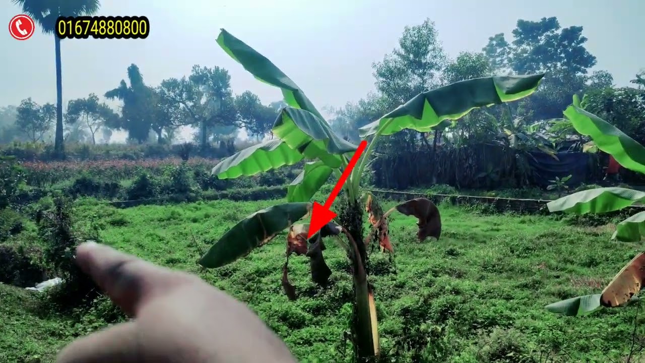 প্রতি শতাংশ মাত্র ৪ লক্ষ টাকা রানিং বাড়ি করার উপযোগী বিরুলীয়াতে ১৫+৩+৪+৭+৮ শত জমি বিক্রয় করে।