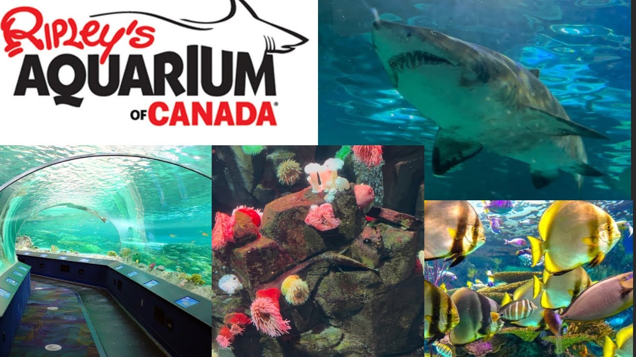 A visit to Ripley’s Aquarium Canada