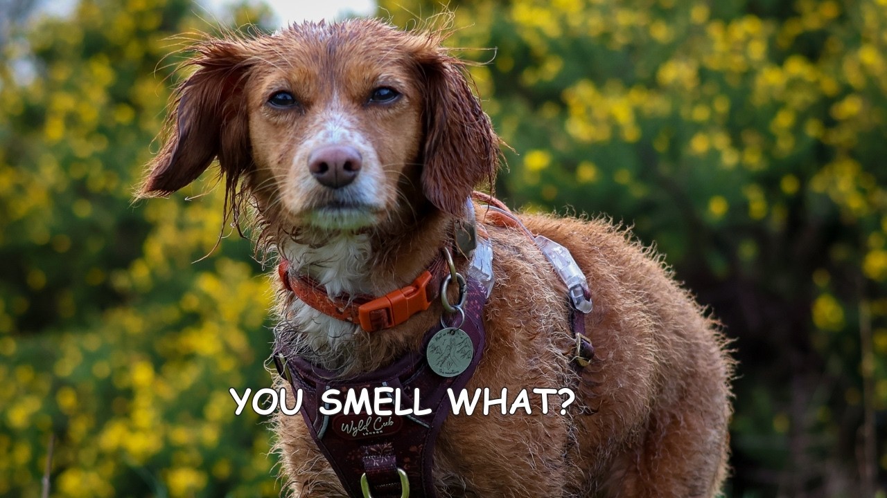 Когда ваша собака дважды валяется в экскрементах