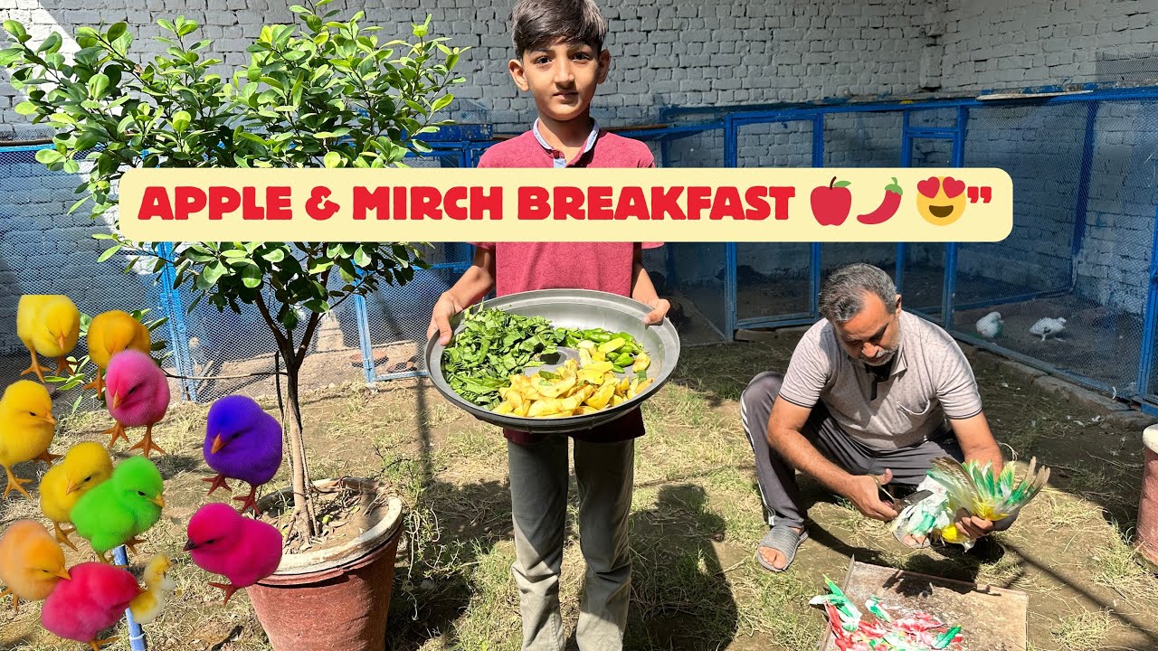 Apple, Mirch Breakfast & Morning Care | Kabootar Ki Grooming & Par Cutting 🕊️ #birds #pigeon #pets