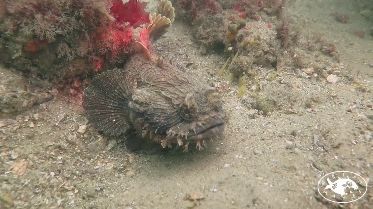 Eastern Frogfish (Batrachomoeus dubius)