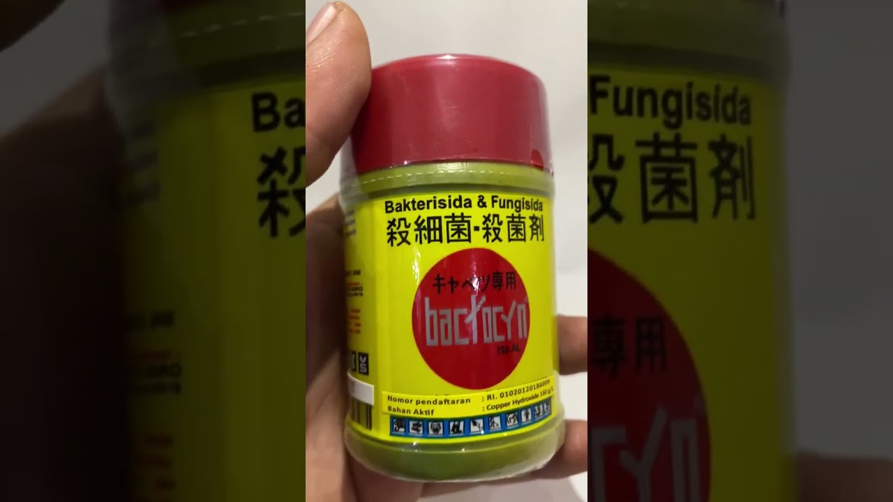 SIKAT Bakteri dan Jamur Penyebab Layu dan Busuk 🦠️🍄😵 BACTOCYN 150 AL, Tokcerr🤙🤙🌾🌶