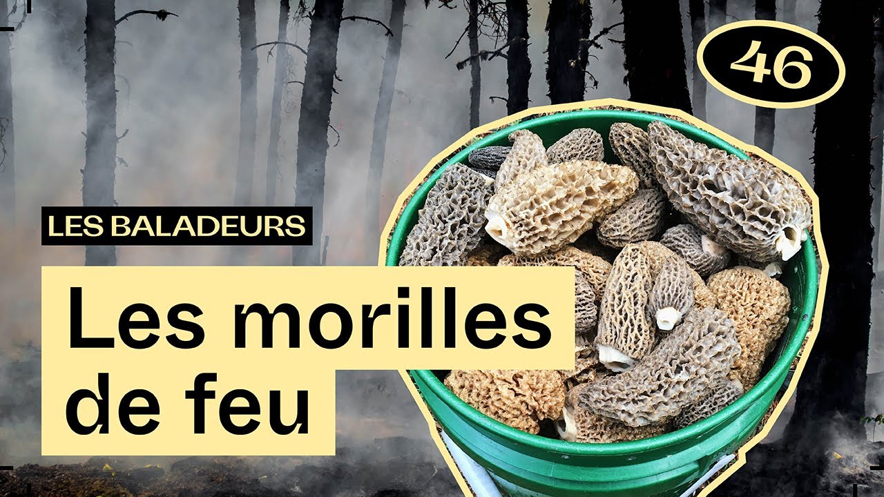 La promesse des terres brul&eacute;es, avec Arnoul Mateo &mdash; Les Baladeurs podcast #46