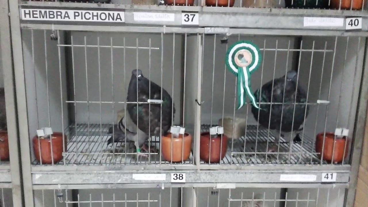 Buchones gaditanos 2018.Monografico buchon gaditano Chiclana.