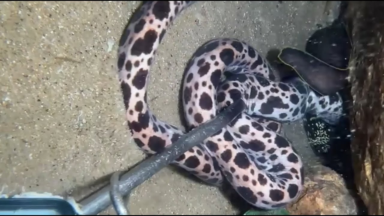 🔴POV Diving: My Encounter with a School of Fish