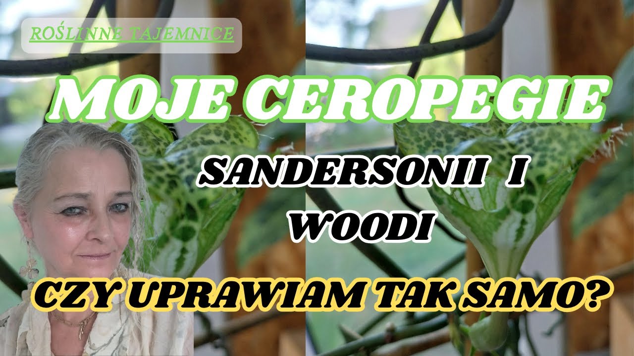 CEROPEGIE woodi i sandersonii czy uprawia się tak samo?