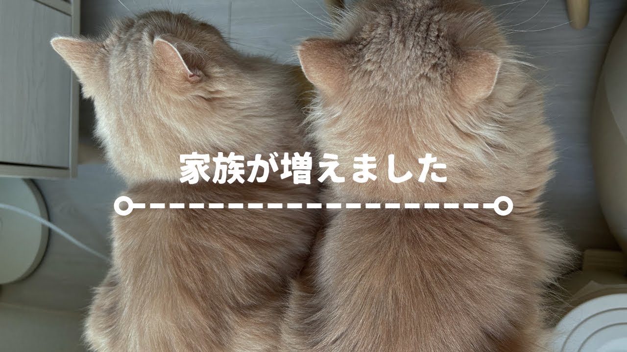ご報告vlog:2匹目の保護猫を迎えました
