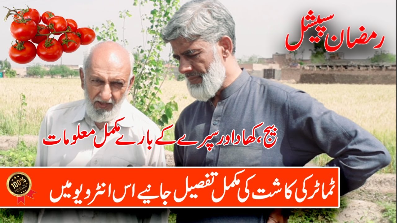 Tamatar Ugane Ka Tarika | Tomato Ki Kasht | Tomato Plant Growing | Tomato Farming In Pakistan