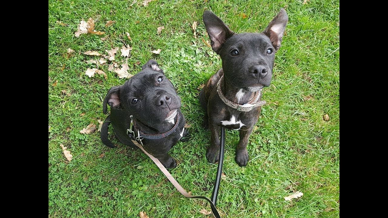 Malko & Pukka - Staffordshire Bull Terrier Puppies - 2 Weeks Residential Dog Training