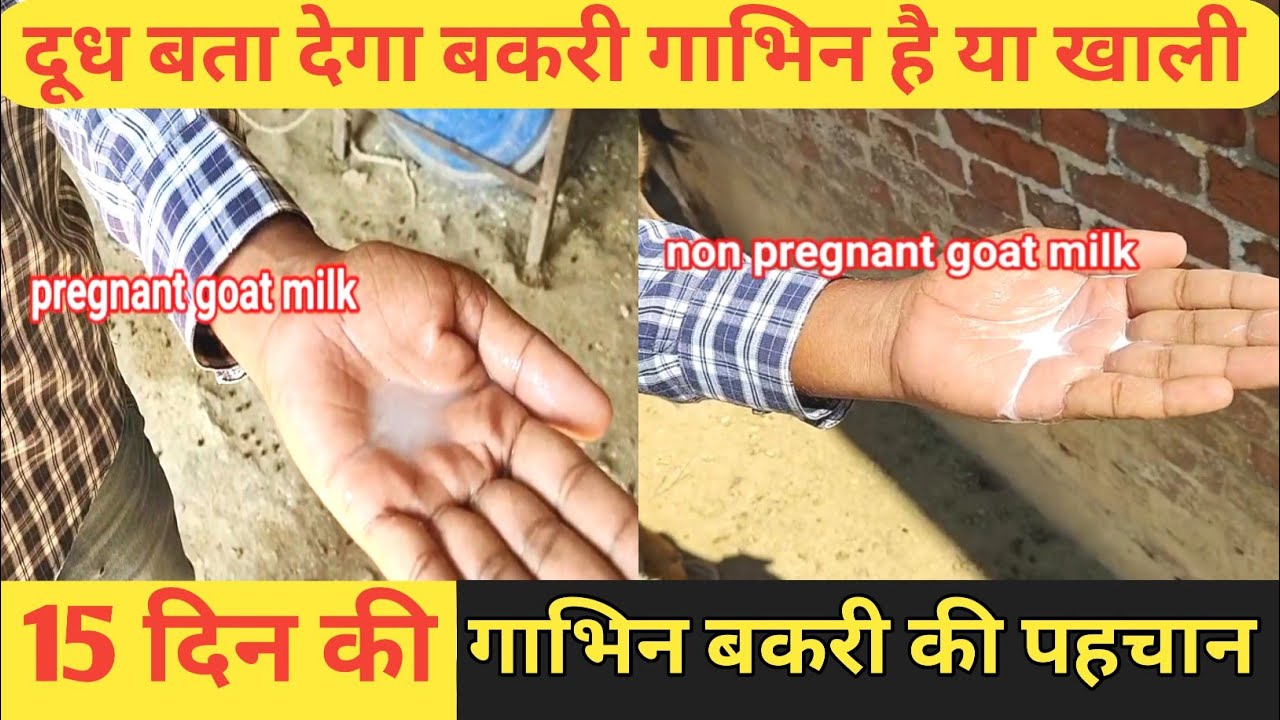 Sirf 15 Din|1,Mahine Ki Gabhin Bakri Pahchane |100% Practical Jankari|Vimal Farming Tips|