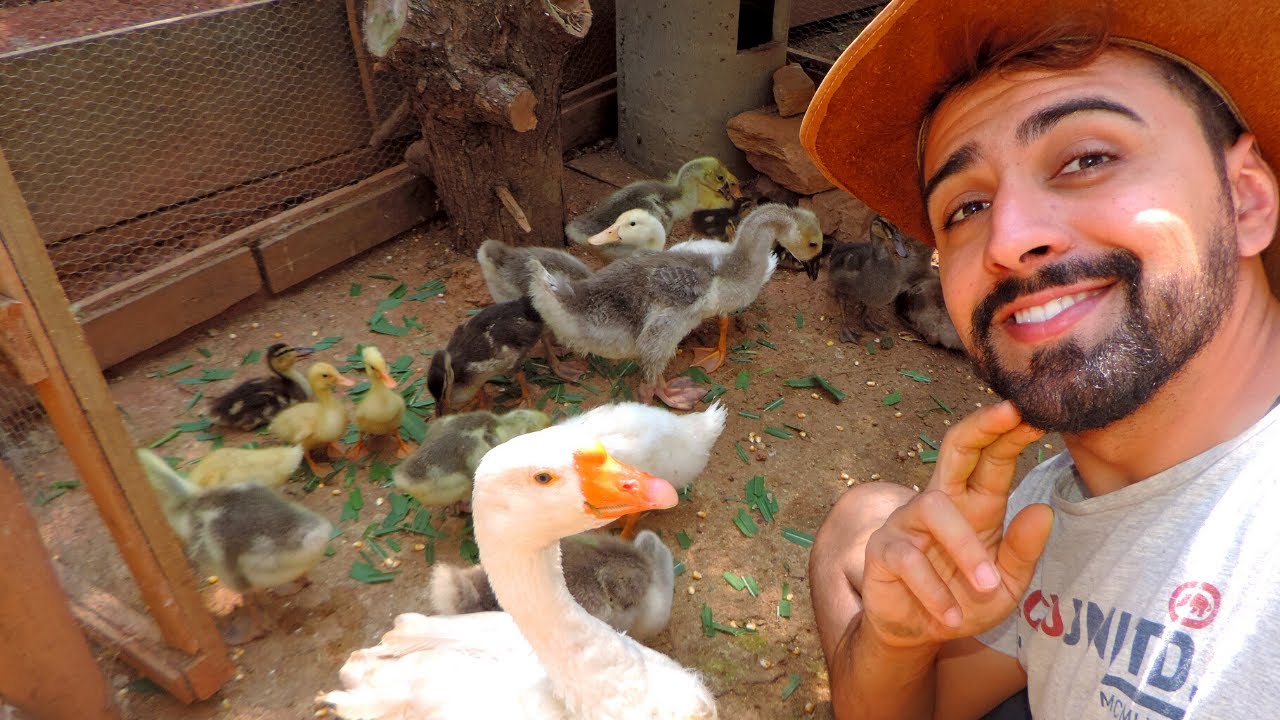 Filhotes de Patos, Marrecos e Gansos | Gutejando